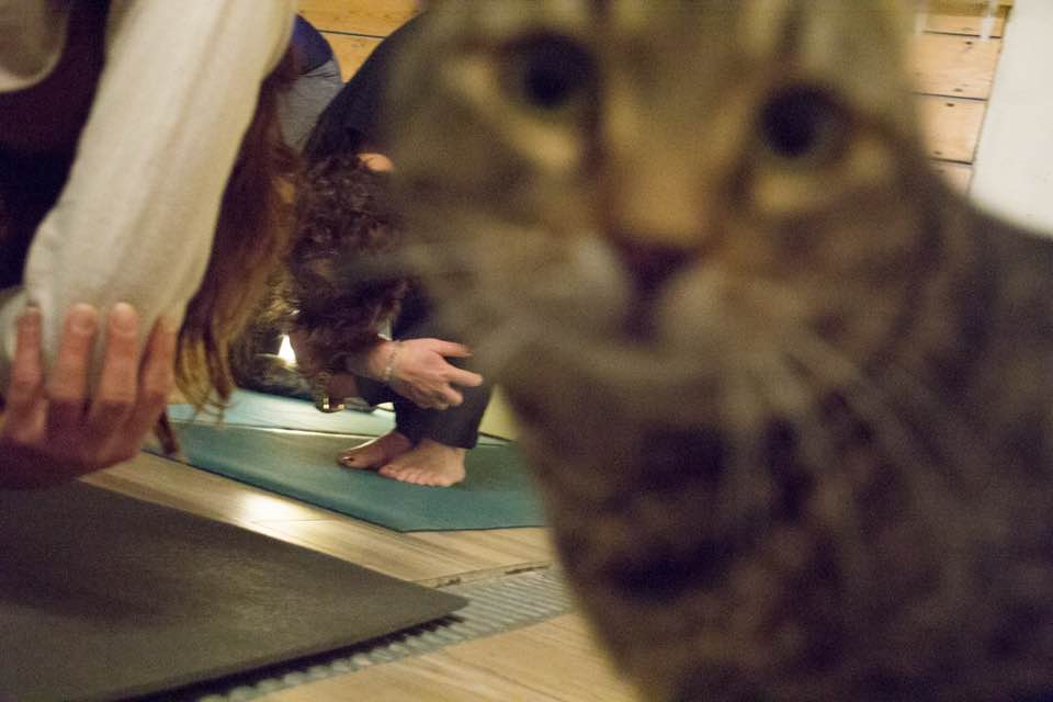 Un evenement facebook pour la cause des chats qui rime avec yoga