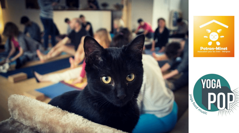 Yoga Pop/Potron-Minet : du yoga au profit des chats abandonnés