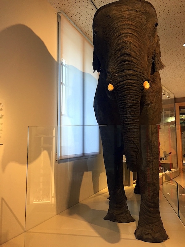 Fanny L'éléphant du Muséum de Bordeaux