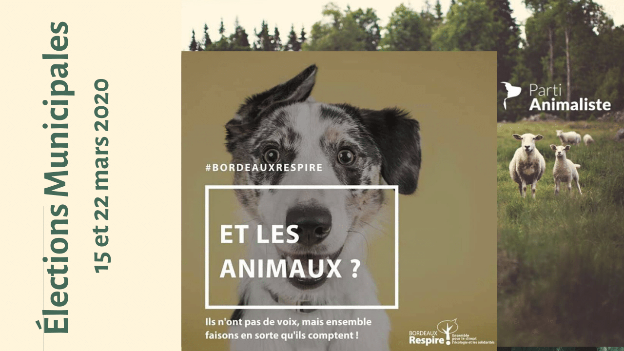 Bordeaux Respire, la seule liste à intégrer la cause animale au programme des municipales