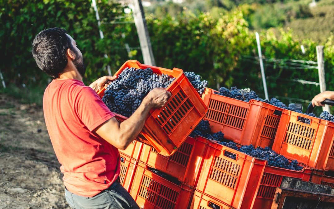 Terra Hominis, un financement participatif à part pour aider les vignerons indépendants et éradiquer le Bordeaux bashing
