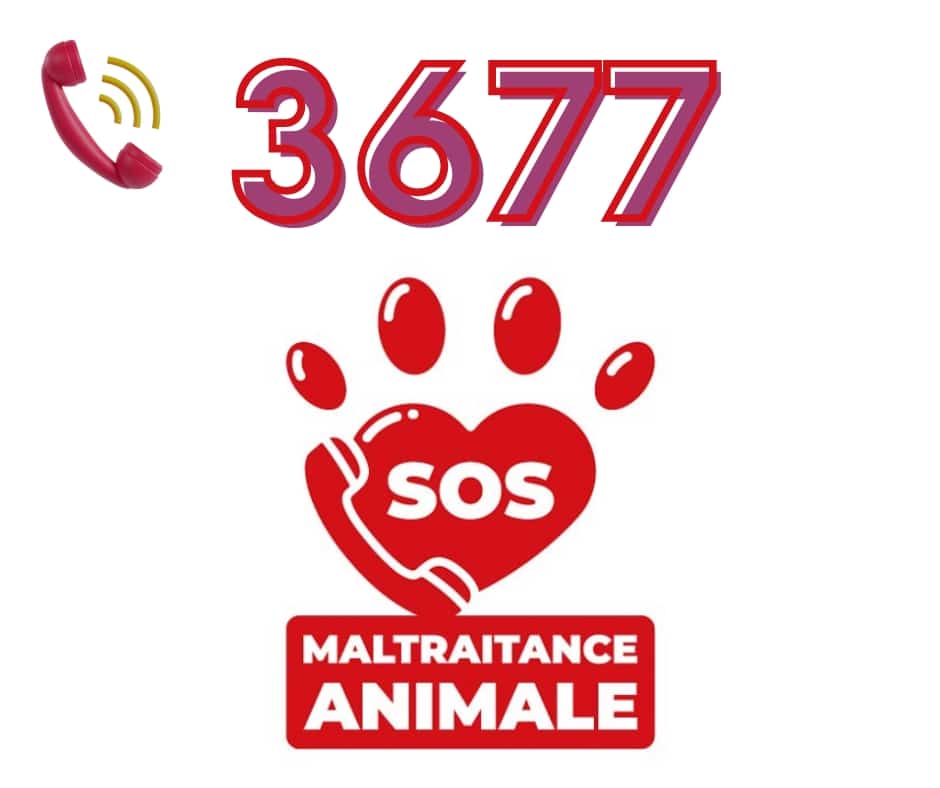 3677 SOS maltraitance animale à partir du 24 juin 2024