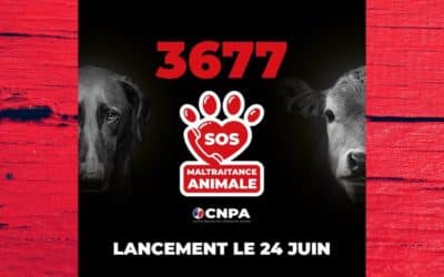 3677, un numéro national dédié au signalement des cas de maltraitance animale