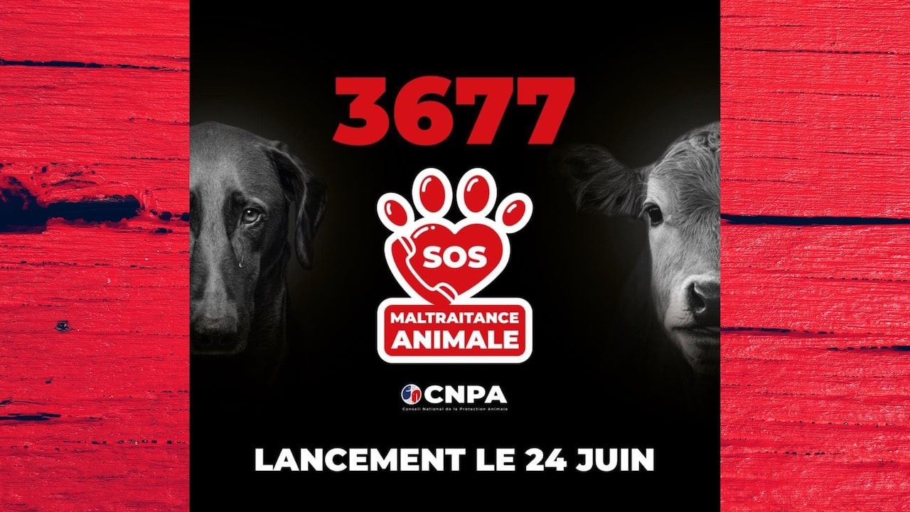 3677 un numero pour signaler la maltraitance animale